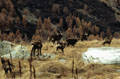 <center>Toujours prompts à la fuite ! harde chamois jeune grand paradis alpes 